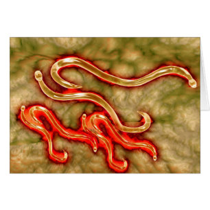 Mikroskopische Ansicht von Hookworm 1