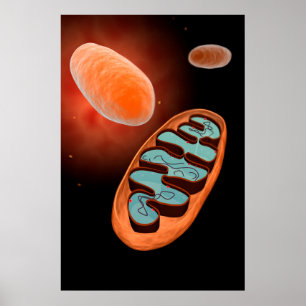 Mikroskopische Ansicht von Mitochondrien 1 Poster
