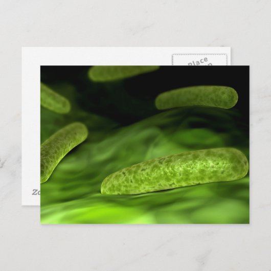 Mikroskopische Bakterienansicht 1 Postkarte (Vorne/Hinten)