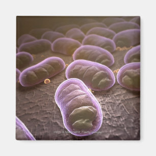 Mikroskopische Bakterienansicht Magnet