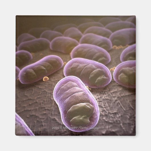 Mikroskopische Bakterienansicht Magnet (Vorne)