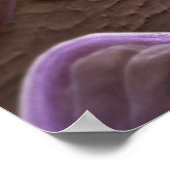 Mikroskopische Bakterienansicht Poster (Ecke)