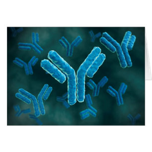 Mikroskopische Darstellung der Immunglobulin G-Mol