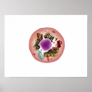 Mikroskopische Darstellung der Tierzelle 1 Poster
