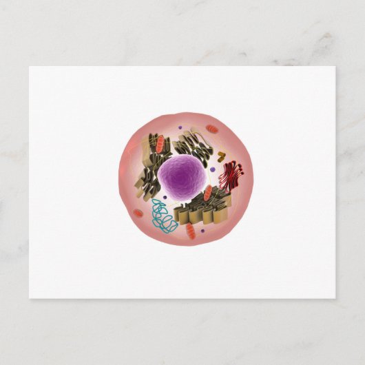 Mikroskopische Darstellung der Tierzelle 1 Postkarte (Vorderseite)