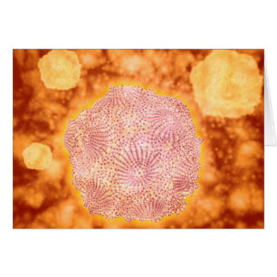 Mikroskopische Darstellung des Canin Parvovirus 1