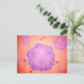 Mikroskopische Darstellung des Canin Parvovirus 2 Postkarte (Stehend Vorderseite)