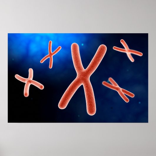 Mikroskopische Darstellung des Chromosoms 1 Poster (Vorne)