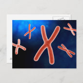 Mikroskopische Darstellung des Chromosoms 1 Postkarte (Vorne/Hinten)