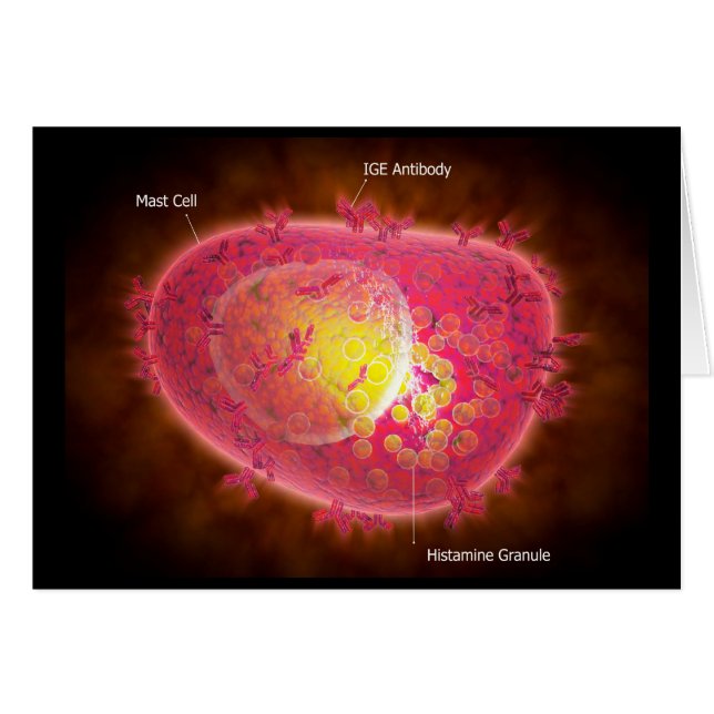 Mikroskopische Darstellung einer Mastzelle (Vorderseite (Horizontal))