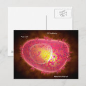 Mikroskopische Darstellung einer Mastzelle Postkarte (Vorne/Hinten)