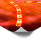 Mikroskopische Darstellung von Anthrax 1 Poster (Ecke)