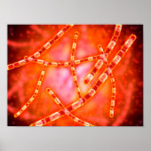 Mikroskopische Darstellung von Anthrax 1 Poster (Vorne)