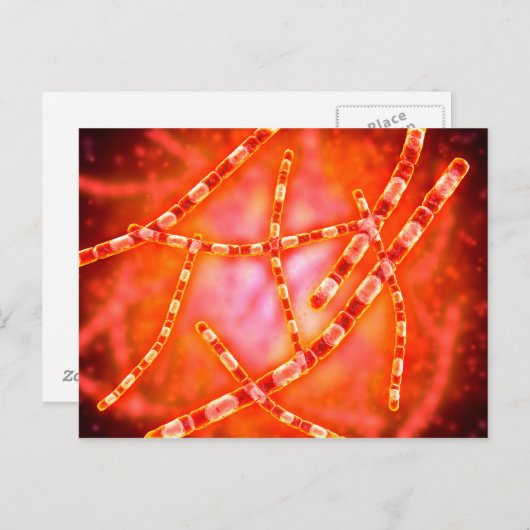 Mikroskopische Darstellung von Anthrax 1 Postkarte (Vorne/Hinten)