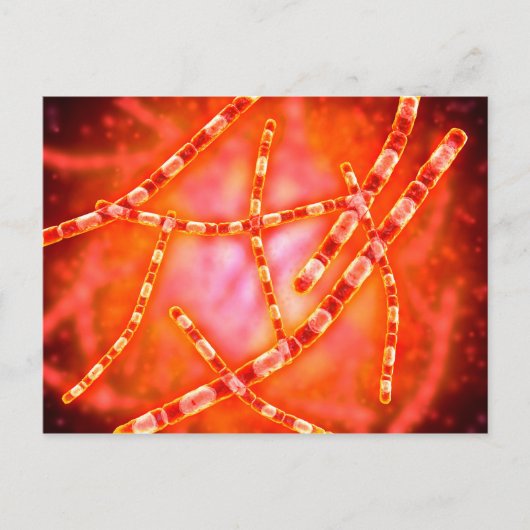 Mikroskopische Darstellung von Anthrax 1 Postkarte (Vorderseite)