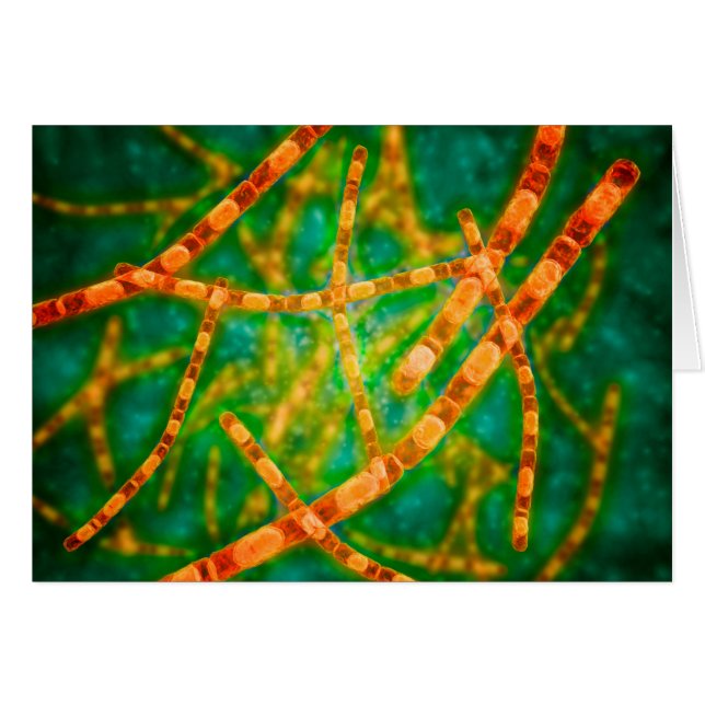 Mikroskopische Darstellung von Anthrax 2 (Vorderseite (Horizontal))