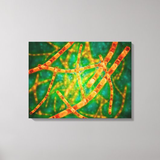 Mikroskopische Darstellung von Anthrax 2 Leinwanddruck (Vorderseite)