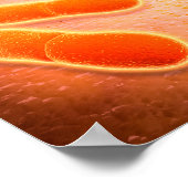 Mikroskopische Darstellung von Listeria monocytoge Poster (Ecke)