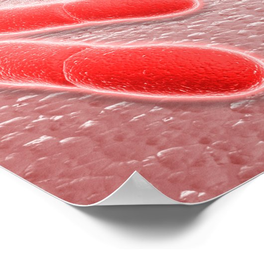 Mikroskopische Darstellung von Listeria monocytoge Poster (Ecke)
