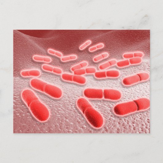 Mikroskopische Darstellung von Listeria monocytoge Postkarte (Vorderseite)