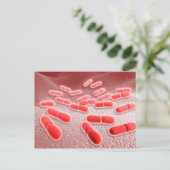 Mikroskopische Darstellung von Listeria monocytoge Postkarte (Stehend Vorderseite)