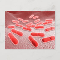 Mikroskopische Darstellung von Listeria monocytoge