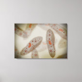 Mikroskopische Darstellung von Paramecium 1 Leinwanddruck (Vorderseite)