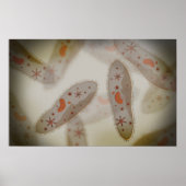 Mikroskopische Darstellung von Paramecium 1 Poster (Vorne)