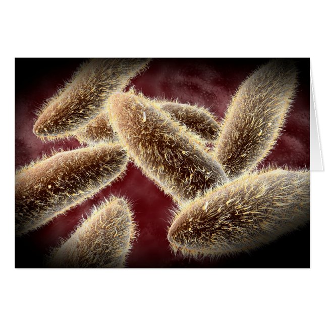 Mikroskopische Darstellung von Paramecium 2 (Vorderseite (Horizontal))