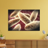 Mikroskopische Darstellung von Paramecium 2 Leinwanddruck (Insitu (Wohnzimmer))