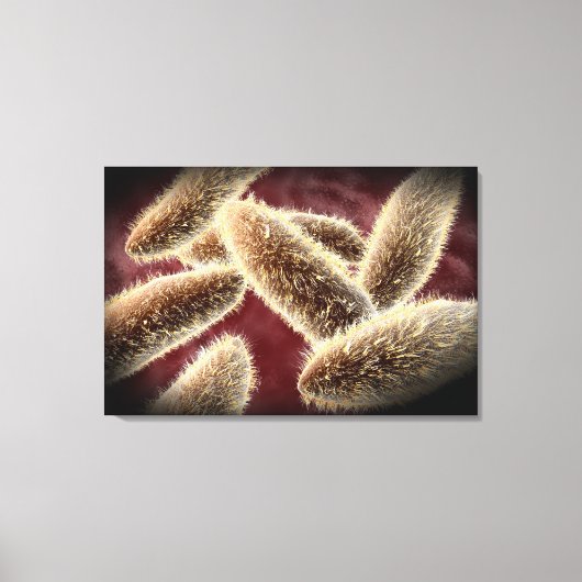 Mikroskopische Darstellung von Paramecium 2 Leinwanddruck (Vorderseite)