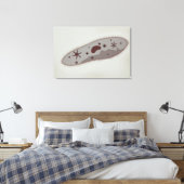 Mikroskopische Darstellung von Paramecium 3 Leinwanddruck (Insitu (Schlafzimmer))