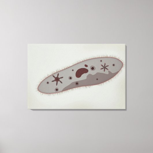 Mikroskopische Darstellung von Paramecium 3 Leinwanddruck (Vorderseite)