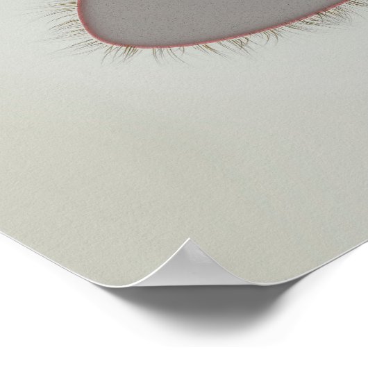 Mikroskopische Darstellung von Paramecium 3 Poster (Ecke)