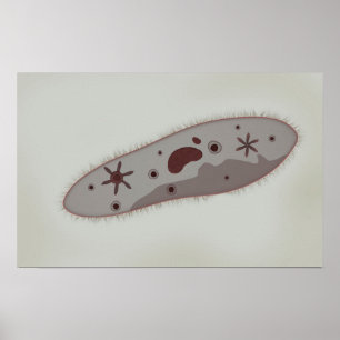 Mikroskopische Darstellung von Paramecium 3 Poster