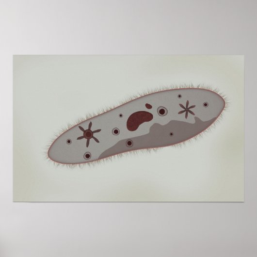 Mikroskopische Darstellung von Paramecium 3 Poster (Vorne)