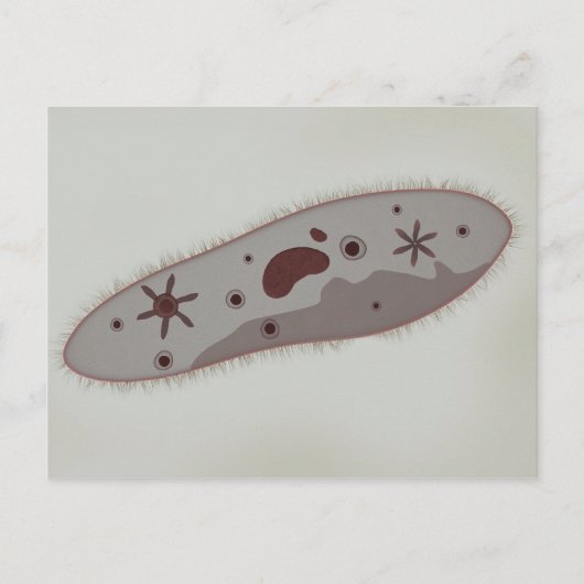 Mikroskopische Darstellung von Paramecium 3 Postkarte (Vorderseite)