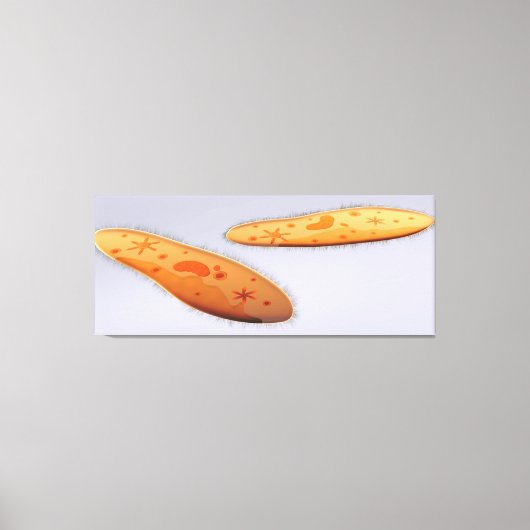 Mikroskopische Darstellung von Paramecium 4 Leinwanddruck (Vorderseite)