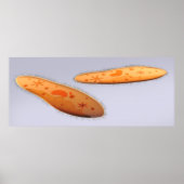 Mikroskopische Darstellung von Paramecium 4 Poster (Vorne)