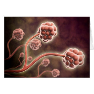 Mikroskopische Darstellung von Stachybotrys Charta