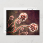 Mikroskopische Darstellung von Stachybotrys Charta Postkarte (Vorne/Hinten)