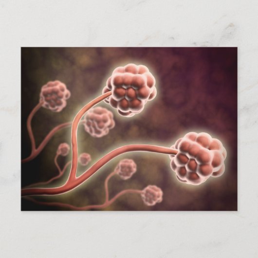 Mikroskopische Darstellung von Stachybotrys Charta Postkarte (Vorderseite)