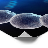 Mikroskopische Darstellung von Streptokokken 2 Poster (Ecke)