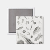 Mikroskopische Objekte2 Magnet (Vorderseite/Rückseite)