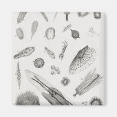 Mikroskopische Objekte2 Magnet (Vorne)