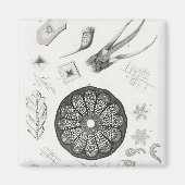 Mikroskopische Objekte Magnet (Vorne)