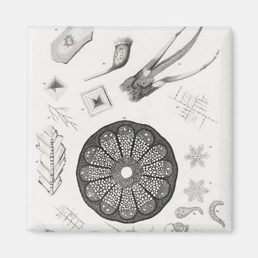 Mikroskopische Objekte Magnet (Vorne)