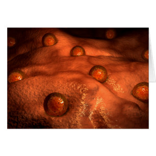 Mikroskopische Ovuleansicht