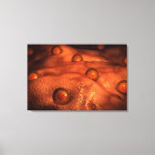 Mikroskopische Ovuleansicht Leinwanddruck (Vorderseite)