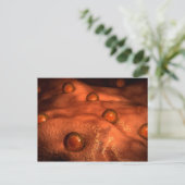 Mikroskopische Ovuleansicht Postkarte (Stehend Vorderseite)